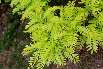 Gleditsia triacanthos 'Sunburst' - dřezovec trojtrnný - jarní listy
